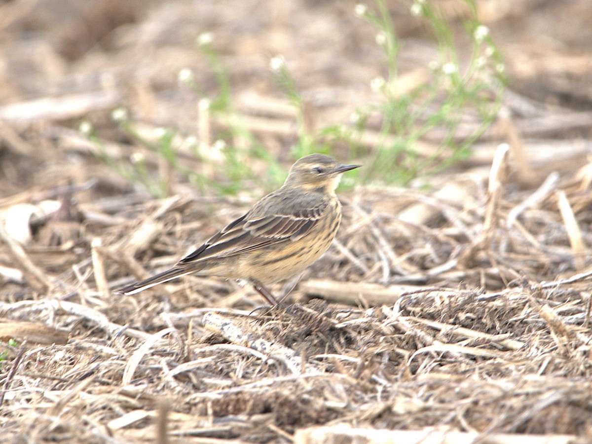 American Pipit - ML634089169