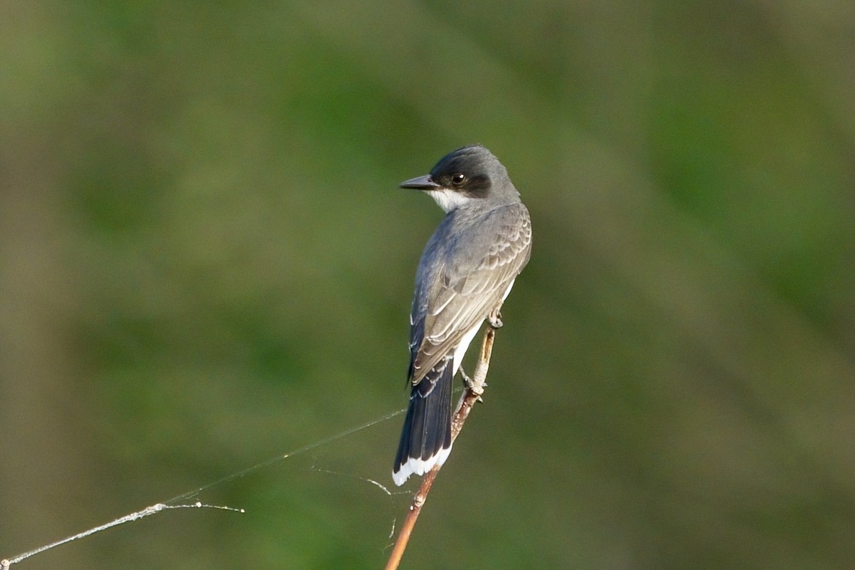Eastern Kingbird - ML634089219