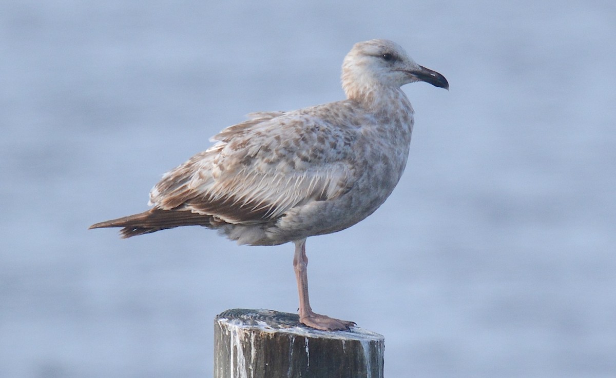 Lesser Black-backed Gull - ML634089257