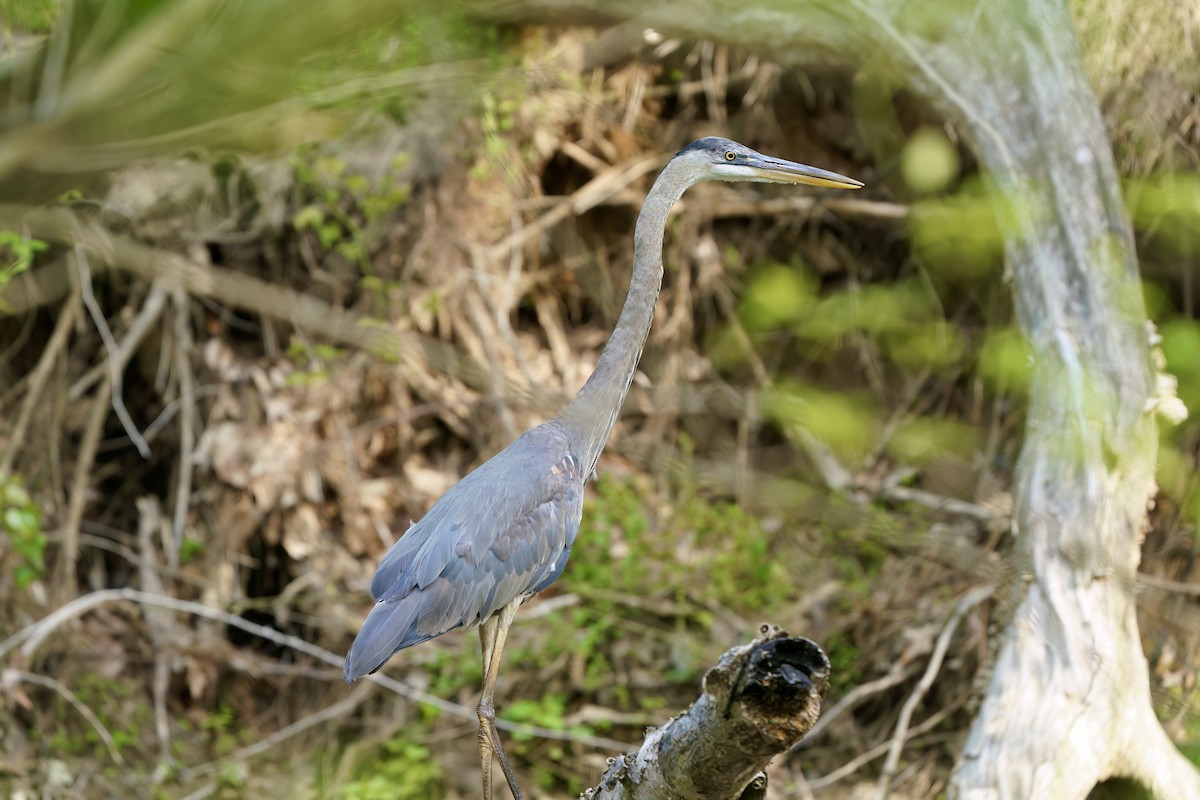 Great Blue Heron - ML634089258