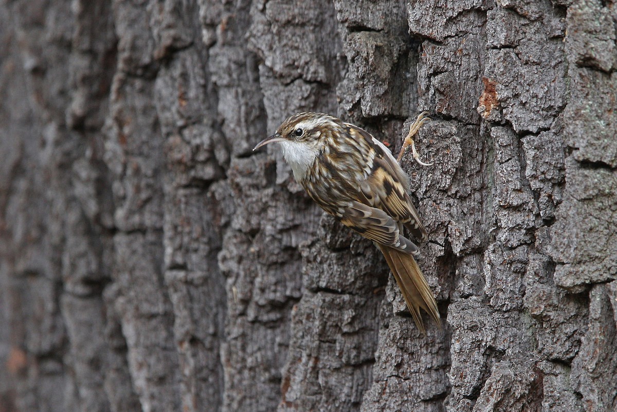 Short-toed Treecreeper - ML63408941