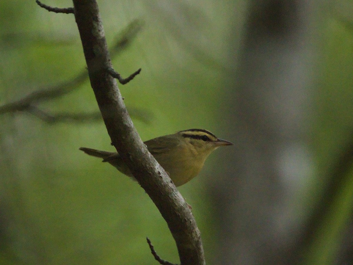 Paruline vermivore - ML634089455