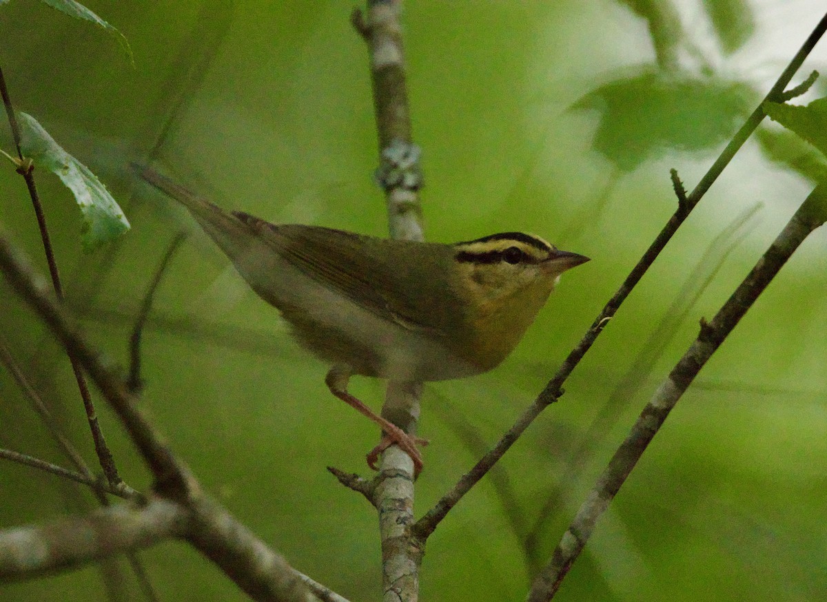 Paruline vermivore - ML634089456