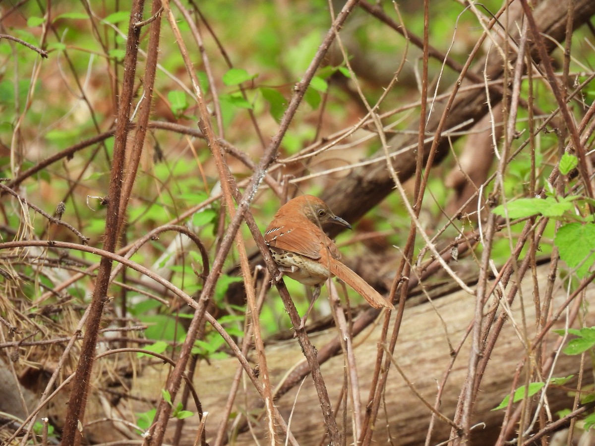 Brown Thrasher - ML634089462