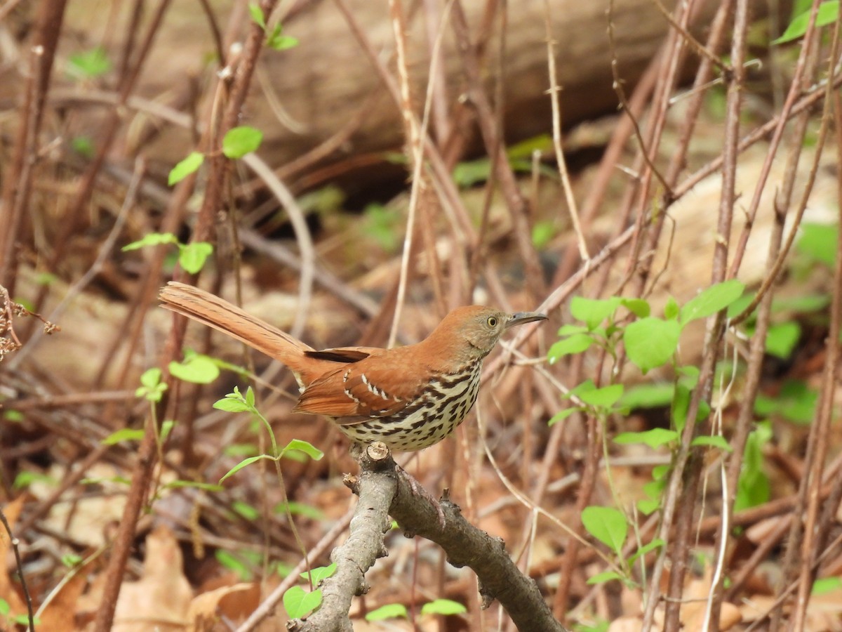 Brown Thrasher - ML634089473