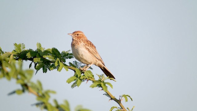 Gillett's Lark - ML634089514