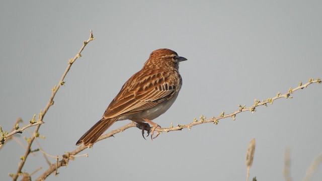 Gillett's Lark - ML634089557