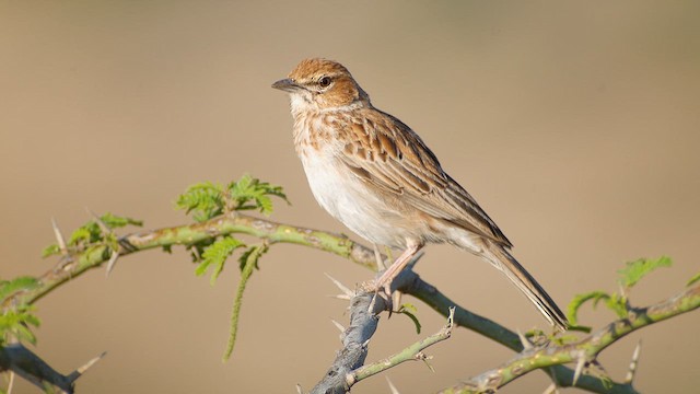 Gillett's Lark - ML634089568