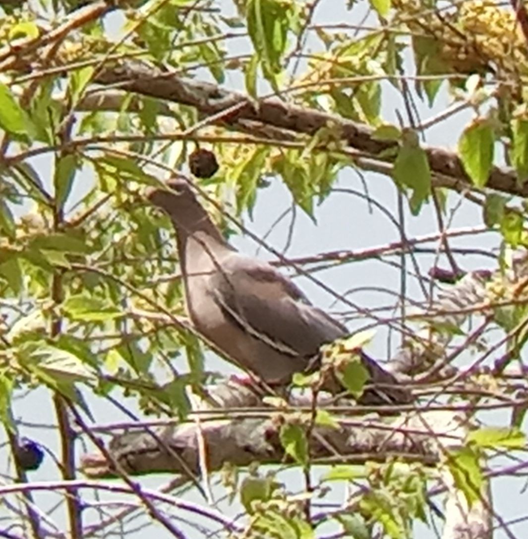 Plain Pigeon - ML634089603