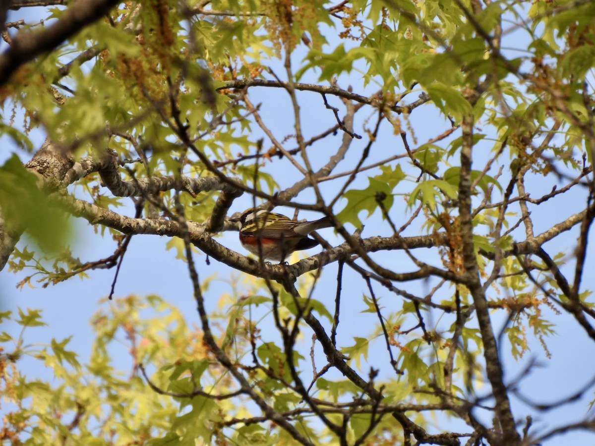 Chestnut-sided Warbler - ML634089608