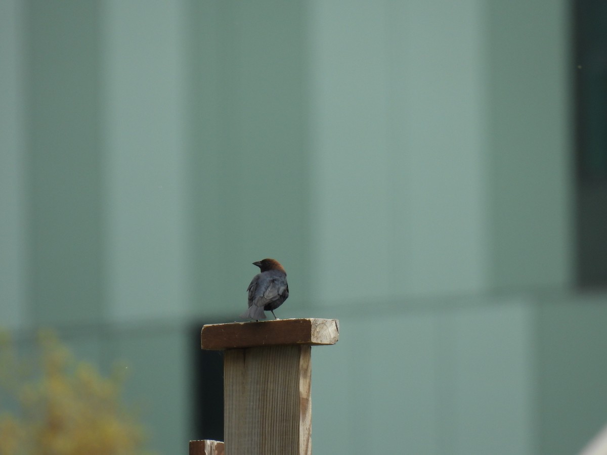 Fish Crow - ML634089631