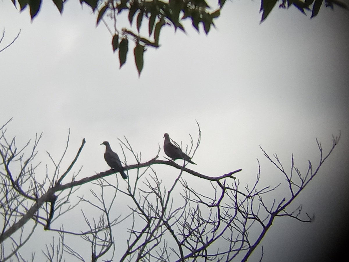 Plain Pigeon - ML634089633