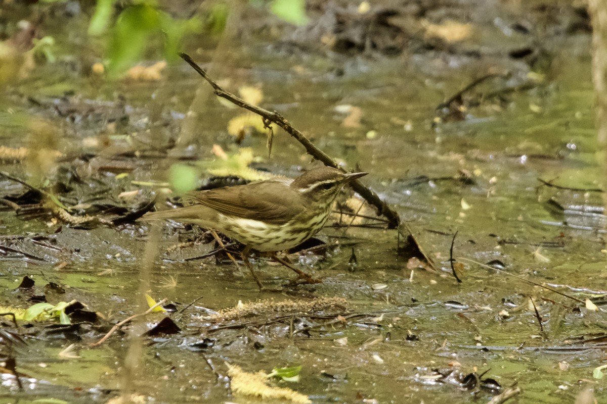 Paruline hochequeue - ML634089646