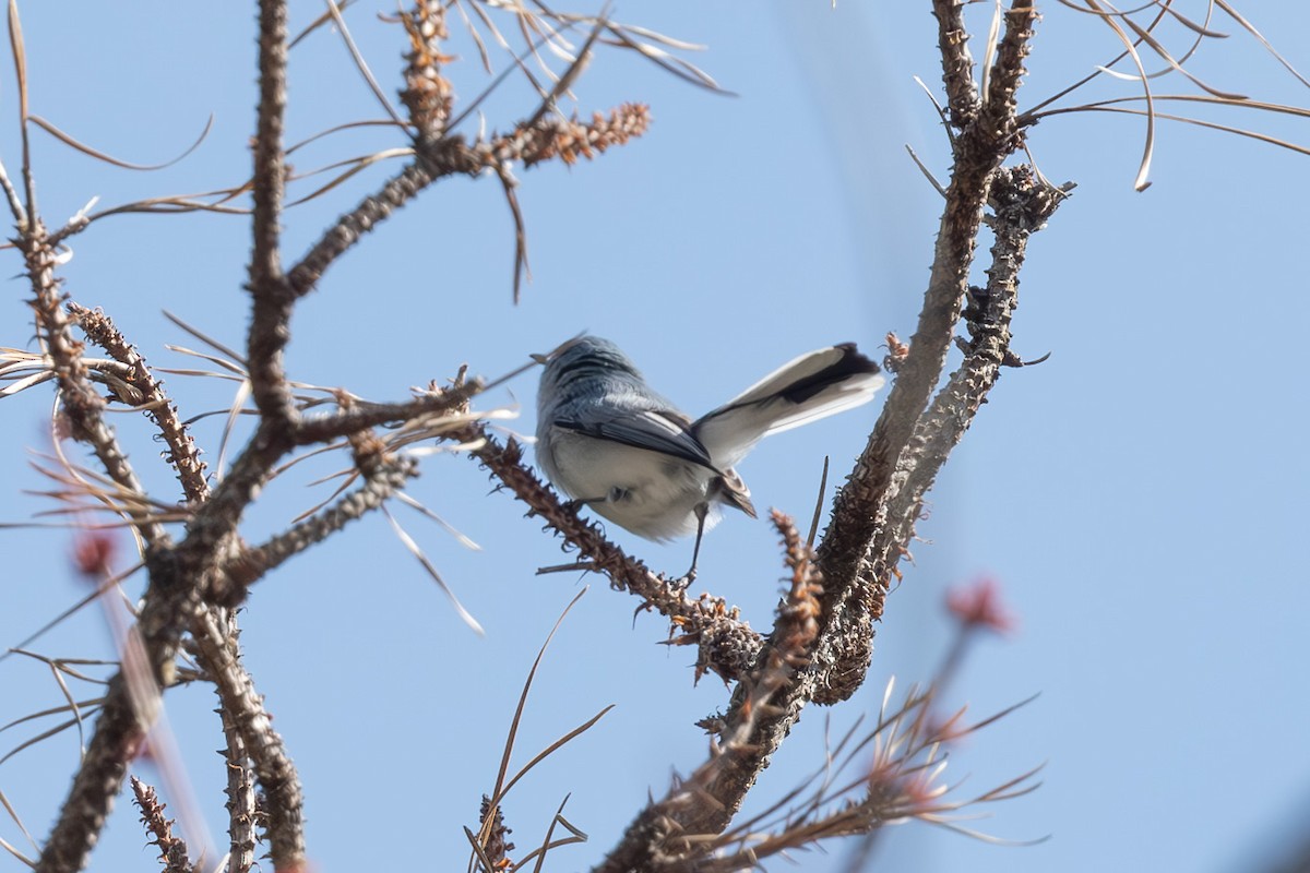 Blue-gray Gnatcatcher - ML634089765