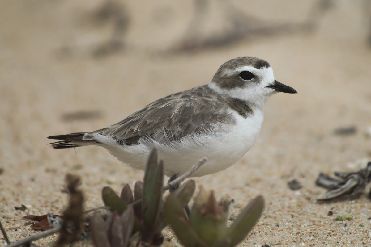 Snowy Plover - ML634089885