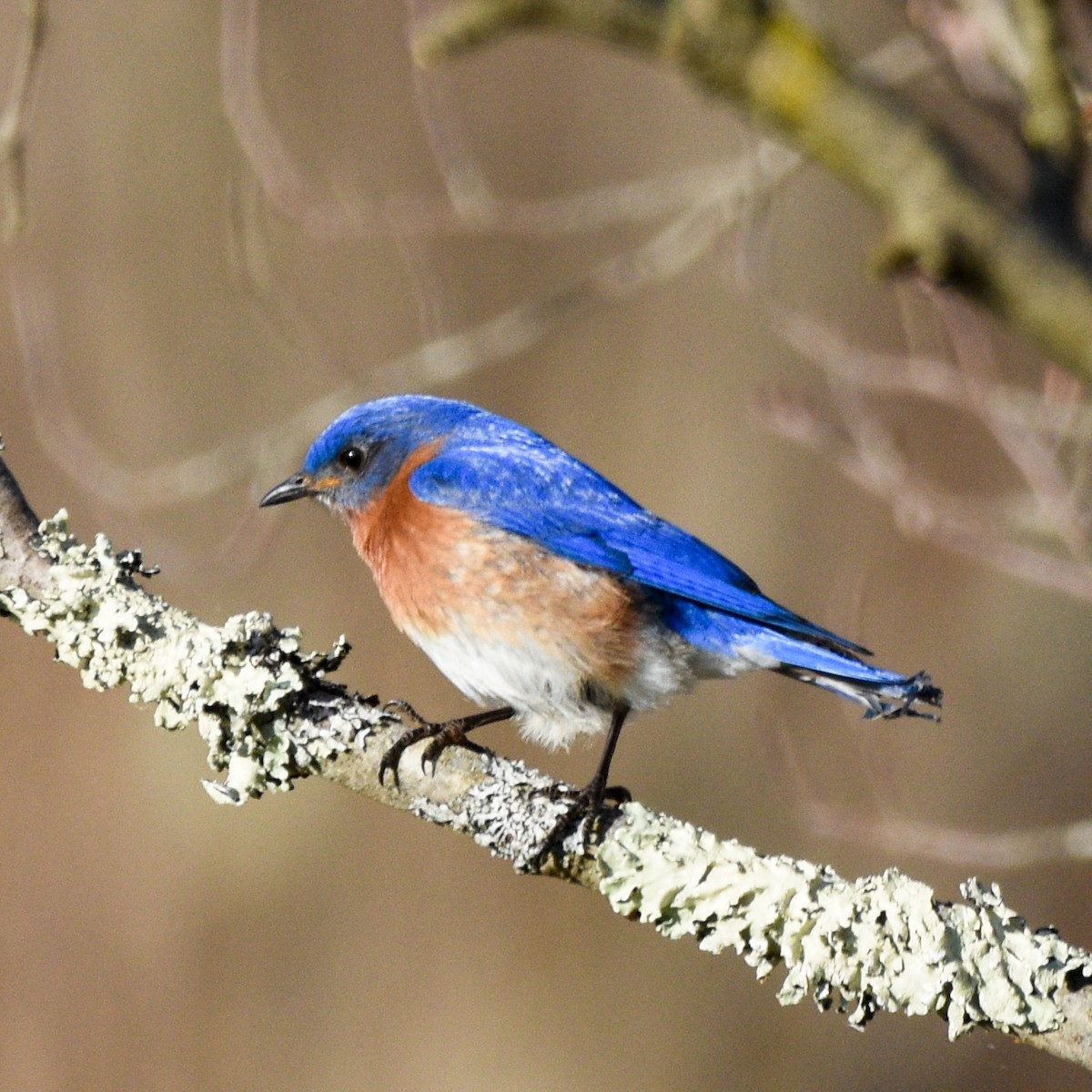 Eastern Bluebird - ML634090013