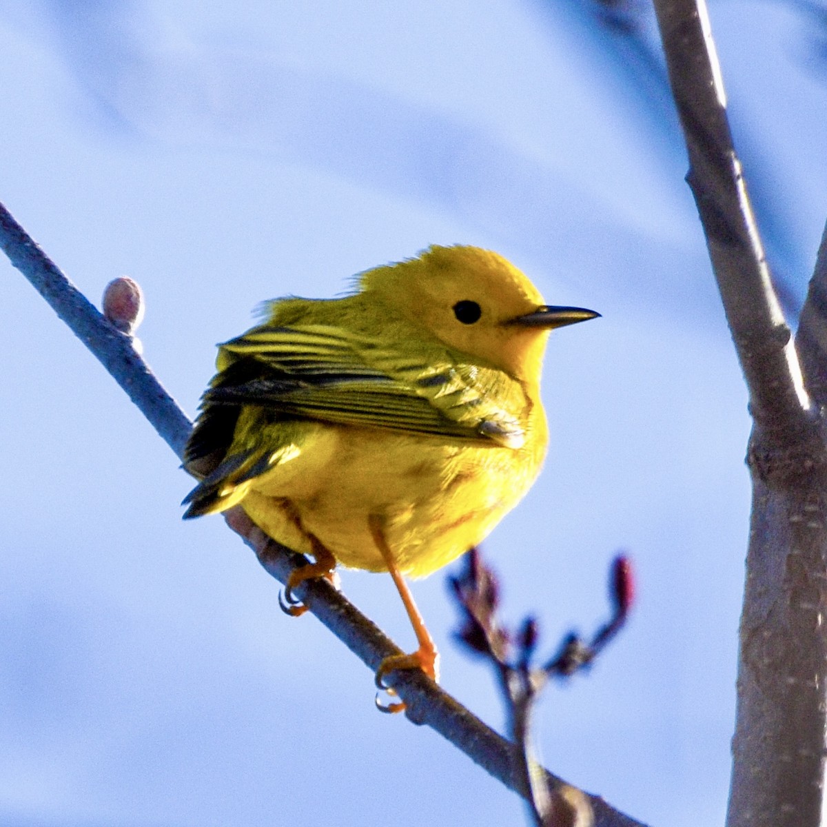 Yellow Warbler (Northern) - ML634090027