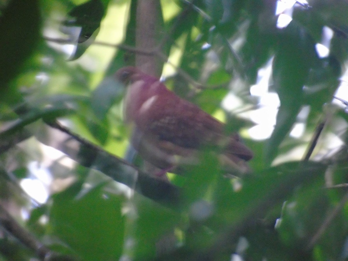 Ruddy Quail-Dove - ML634090255