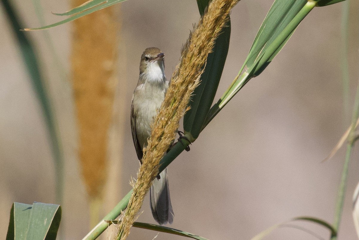 Great Reed Warbler - ML634090293