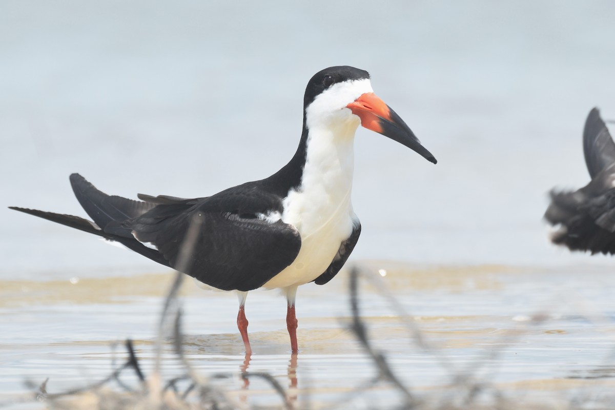 Black Skimmer - ML634090297
