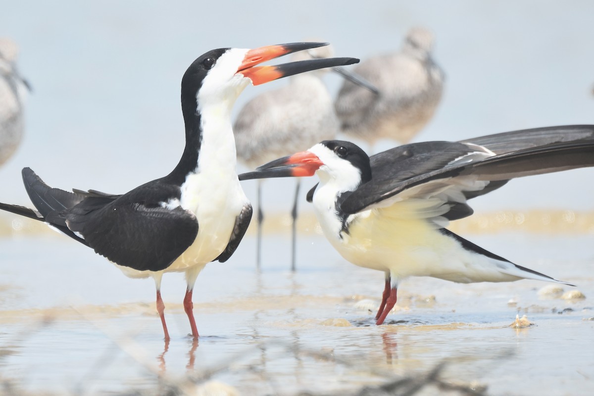 Black Skimmer - ML634090327