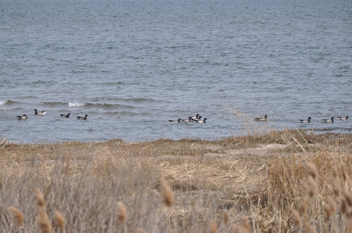 Brant - ML634090329