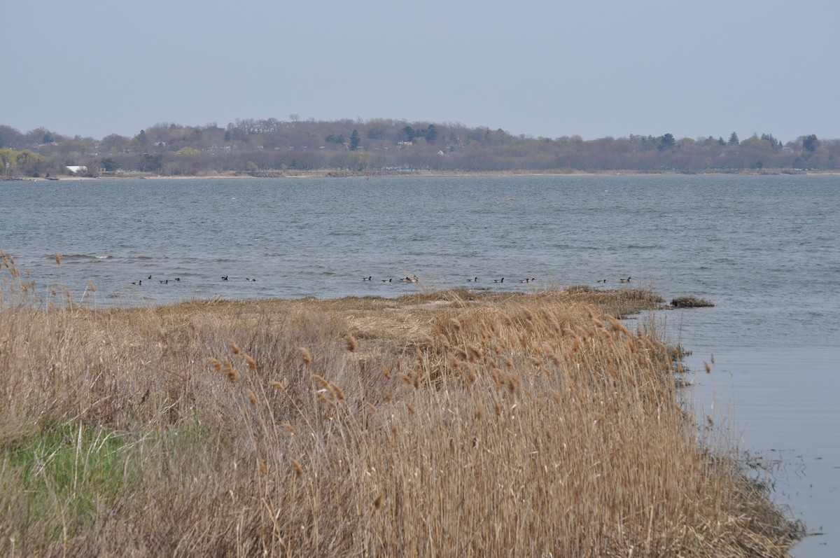 Brant - ML634090330