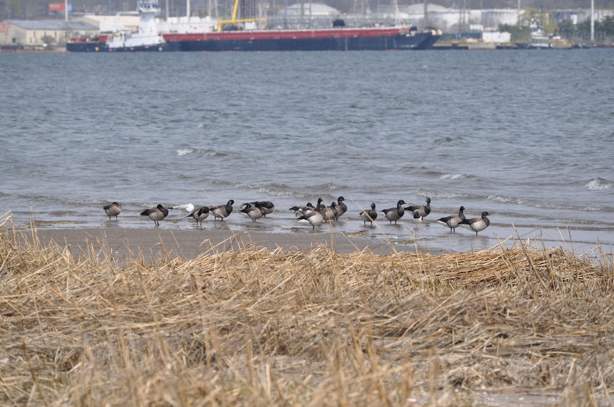 Brant - ML634090332
