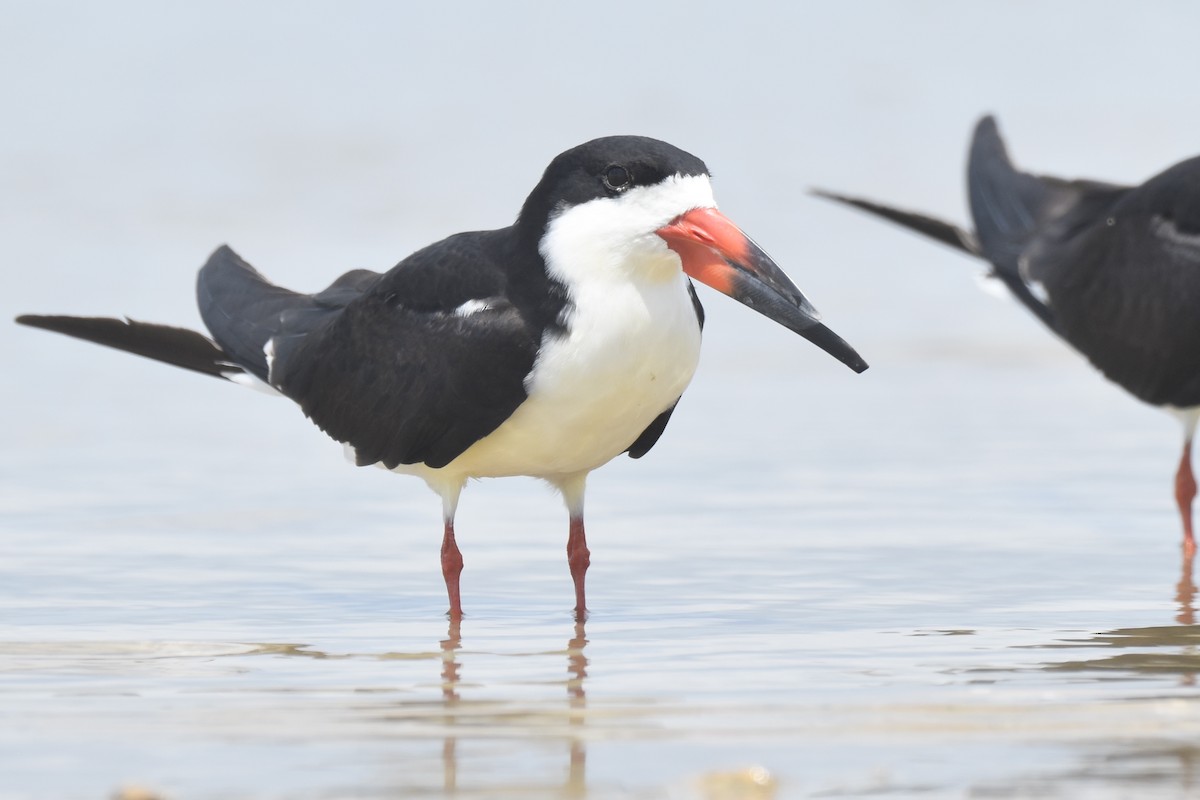 Black Skimmer - ML634090343