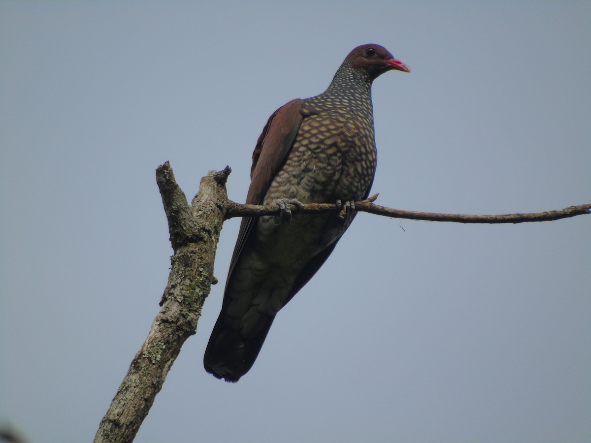 Scaled Pigeon - ML634090347