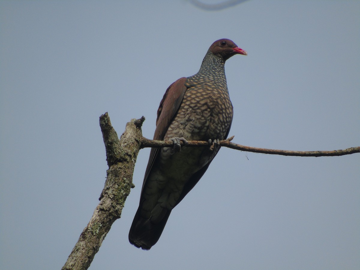 Scaled Pigeon - ML634090348