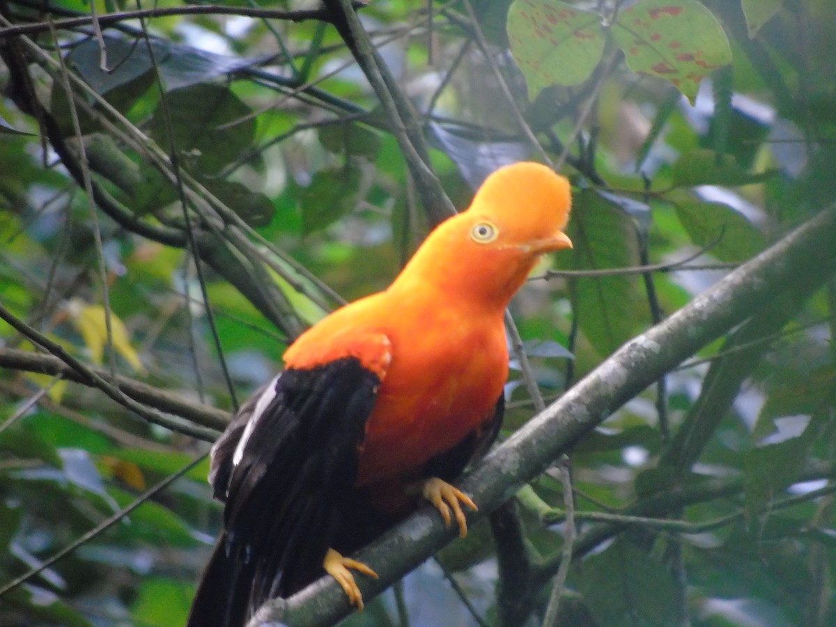 Andean Cock-of-the-rock - ML634090376