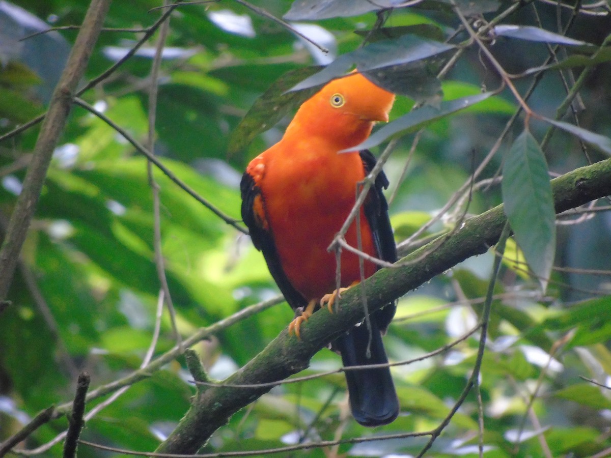 Andean Cock-of-the-rock - ML634090377