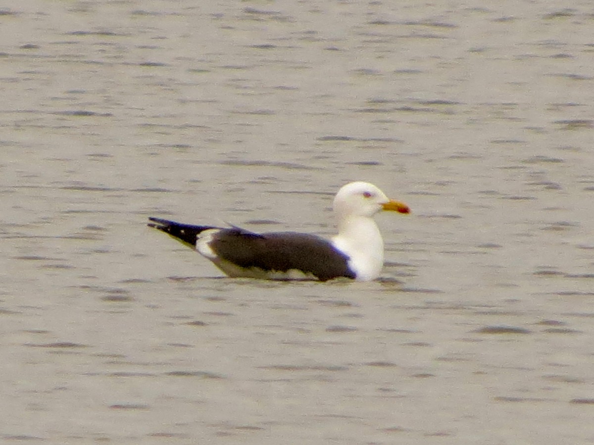 Lesser Black-backed Gull - ML634090414