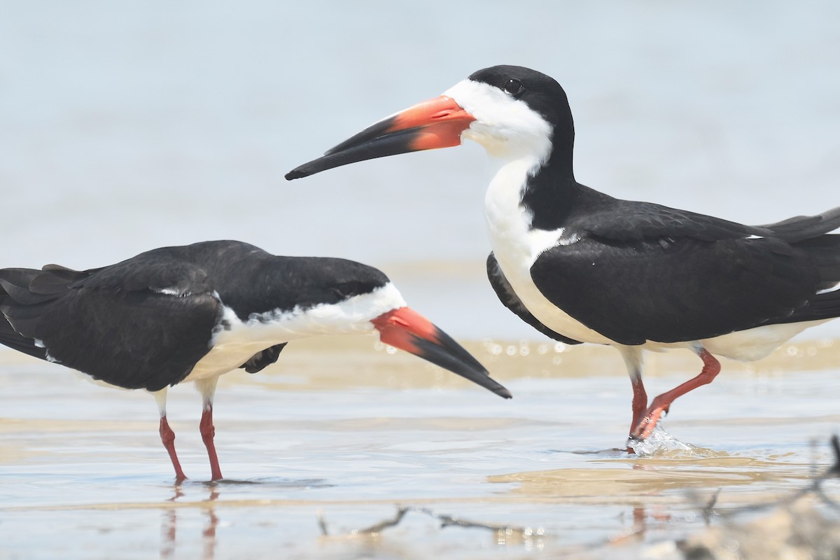 Black Skimmer - ML634090461
