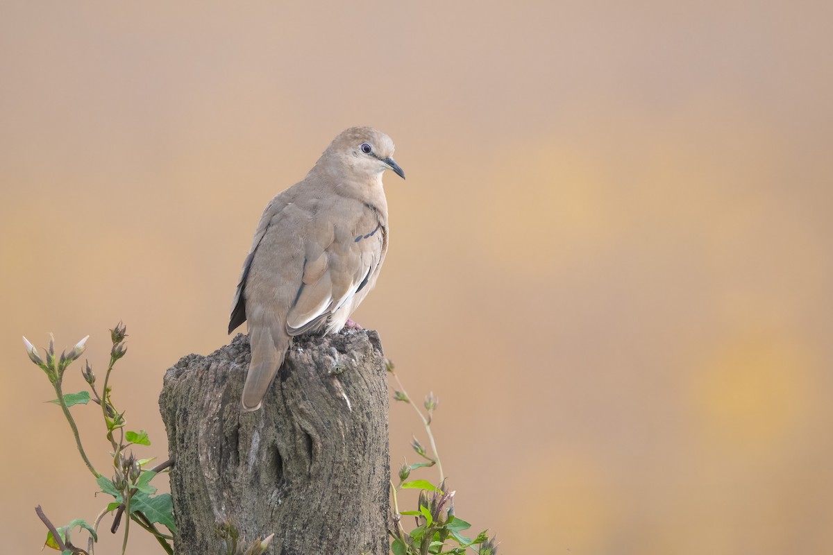 Picui Ground Dove - ML634090515
