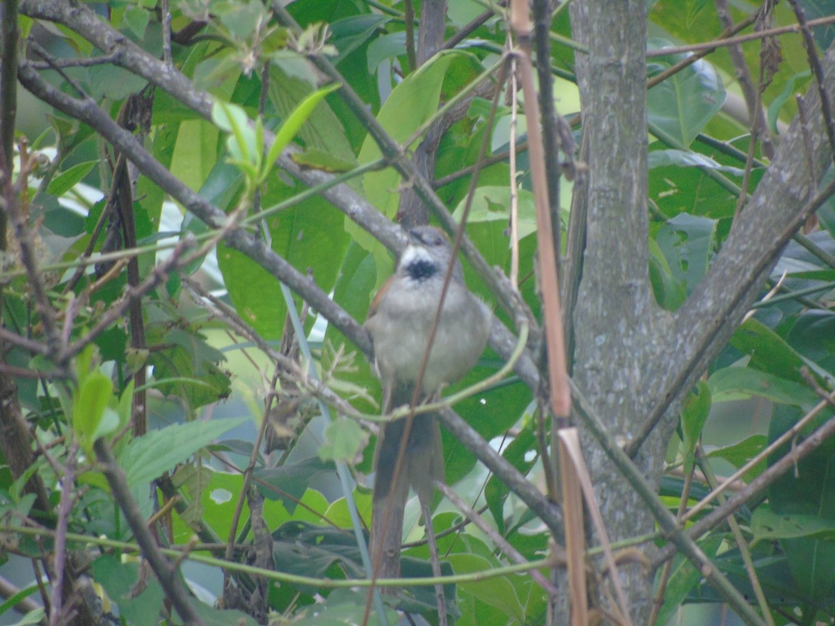 Pale-breasted Spinetail - ML634090547
