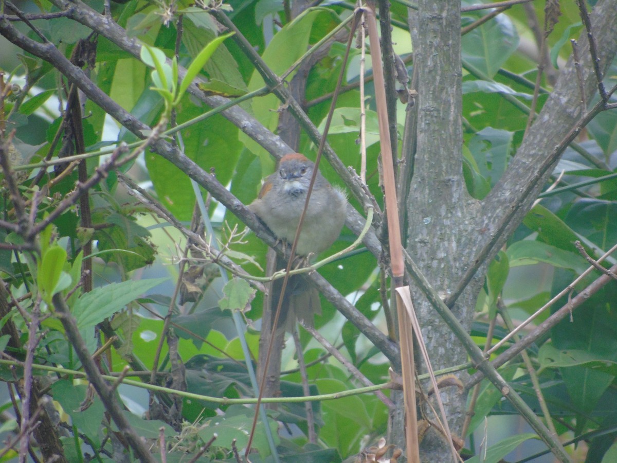 Pale-breasted Spinetail - ML634090549