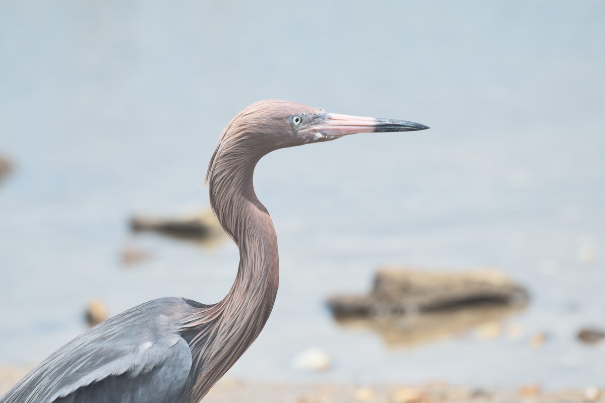 Reddish Egret - ML634090561