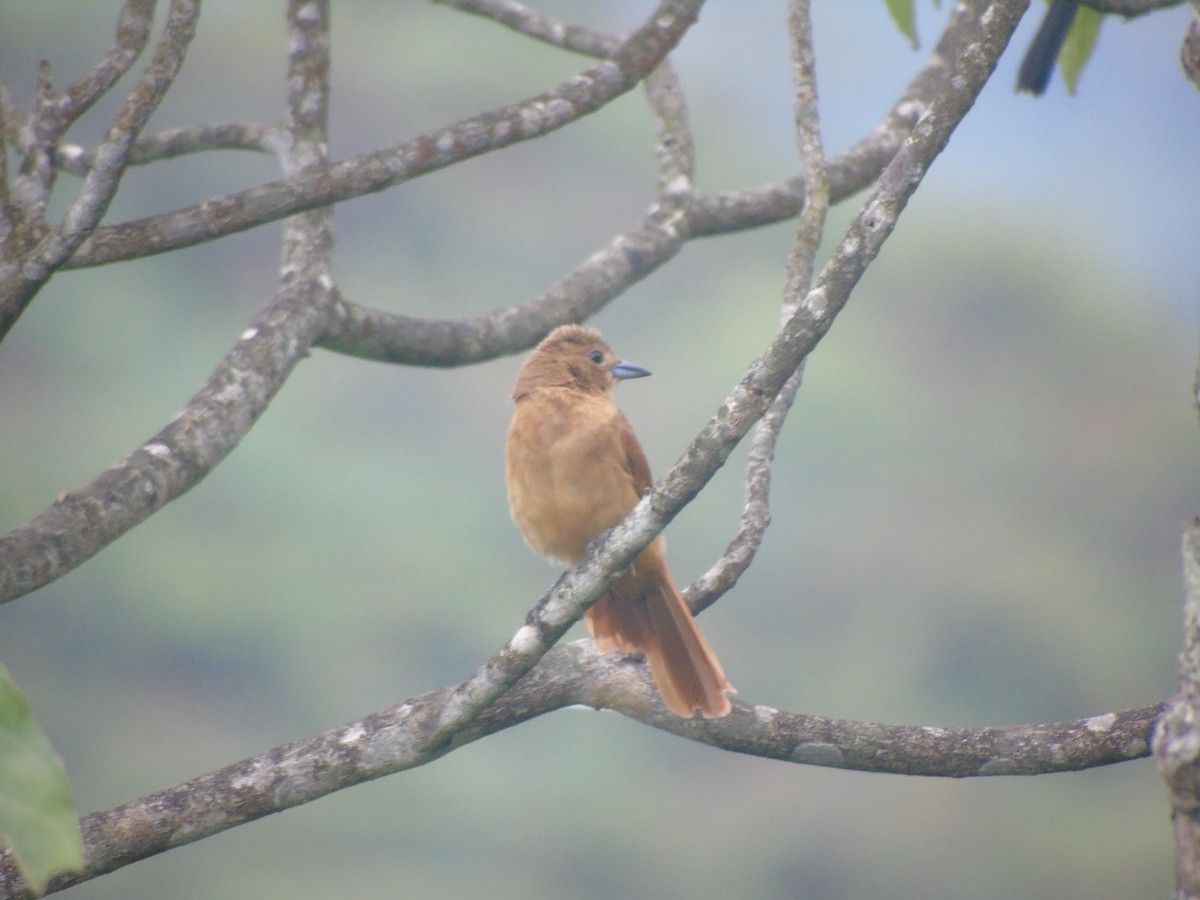 White-lined Tanager - ML634090568