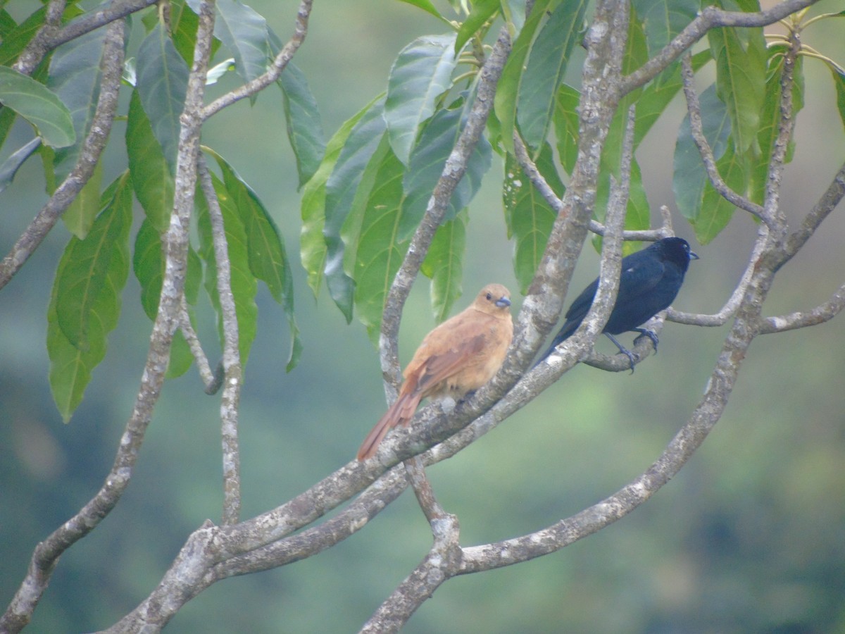 White-lined Tanager - ML634090569