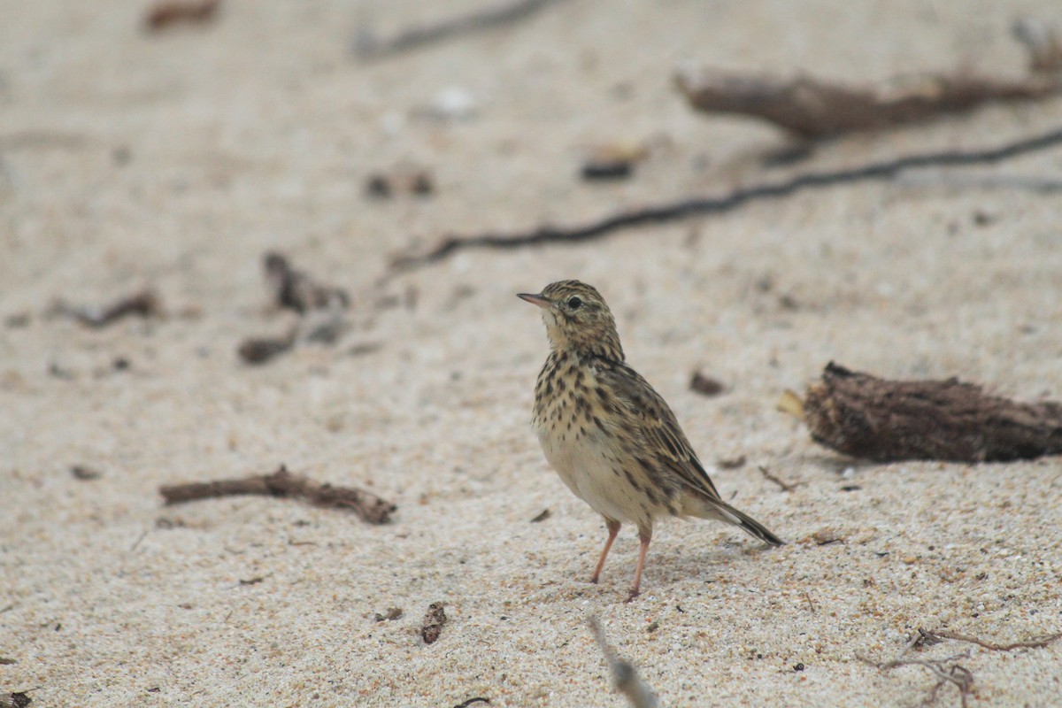 Correndera Pipit - ML634090594