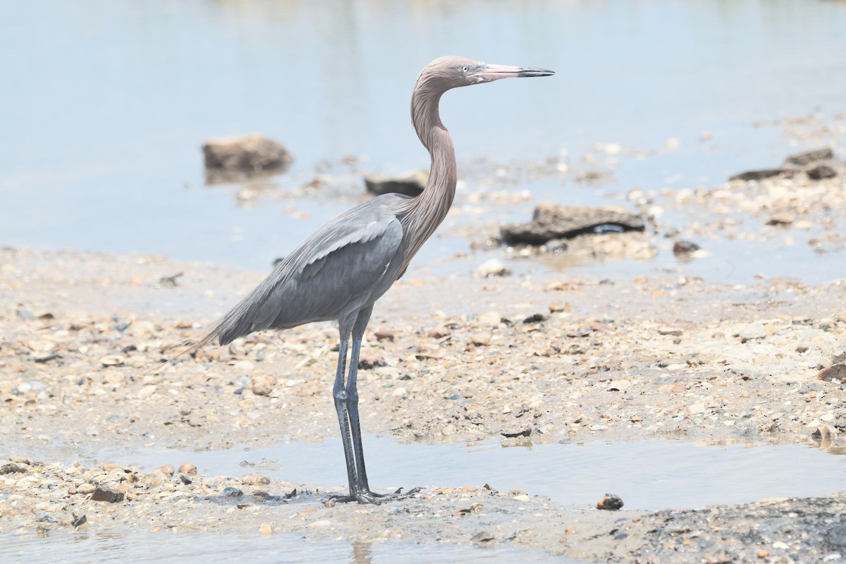 Reddish Egret - ML634090598