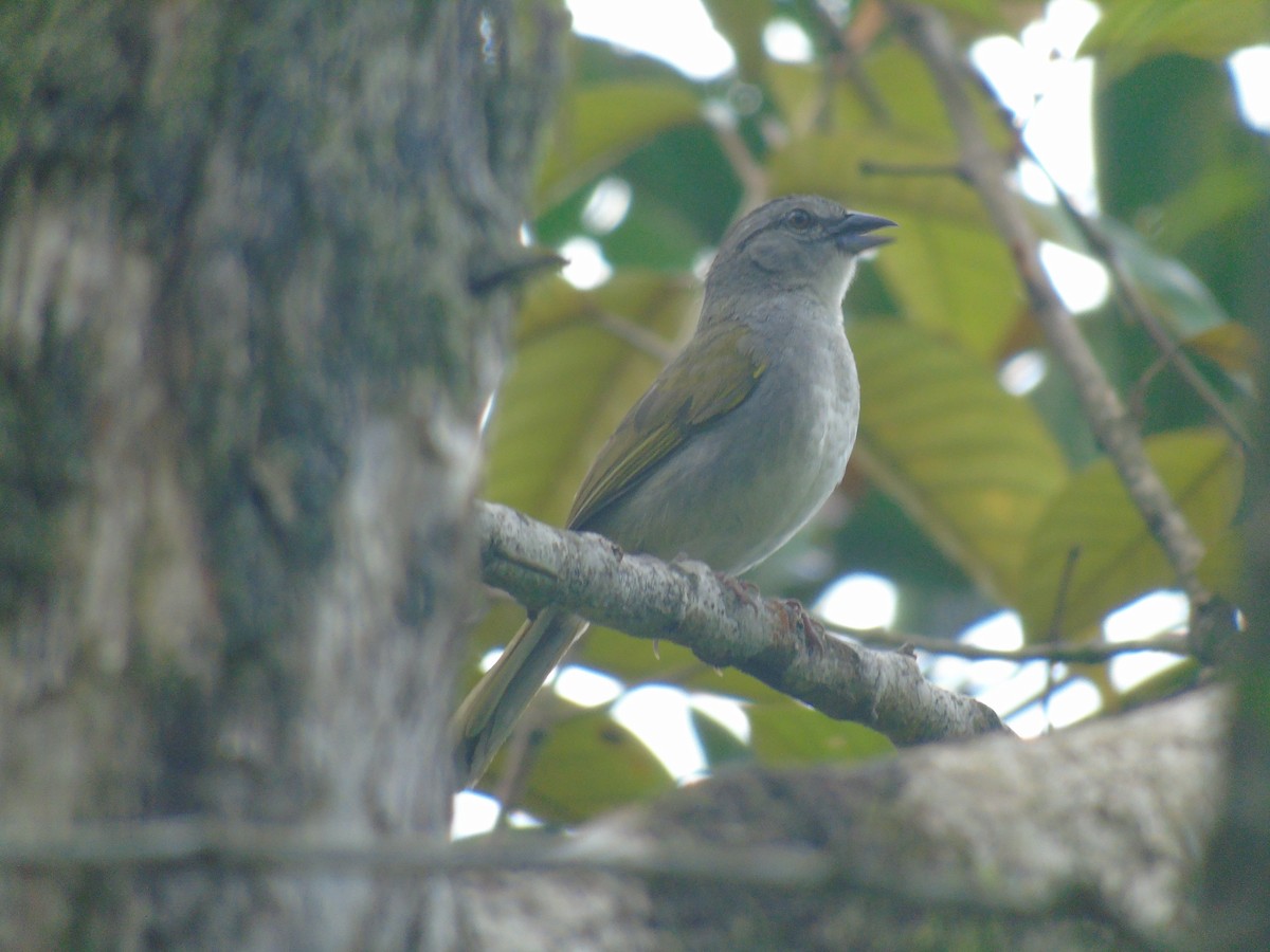 Black-striped Sparrow - ML634090606