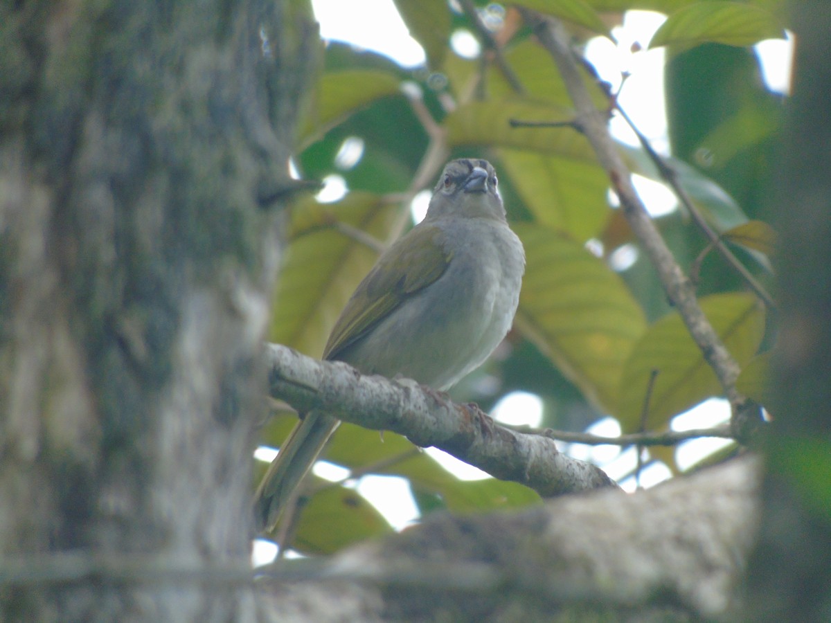 Black-striped Sparrow - ML634090607