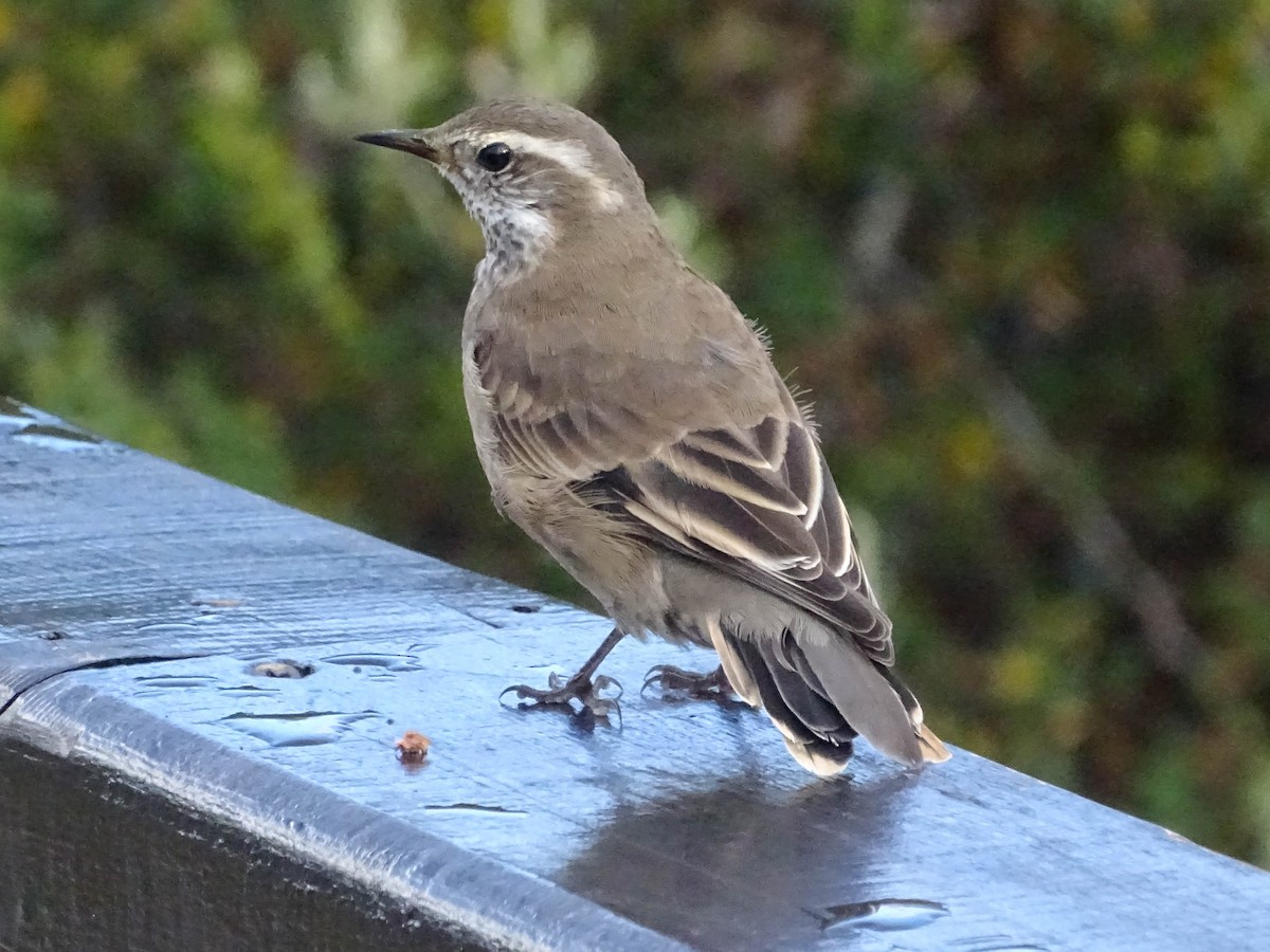 Buff-winged Cinclodes - ML634090609
