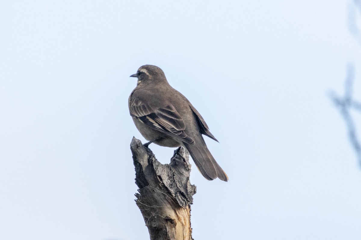 Buff-winged Cinclodes - ML634090611
