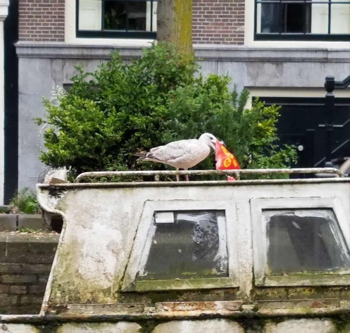 European Herring Gull - ML634090847