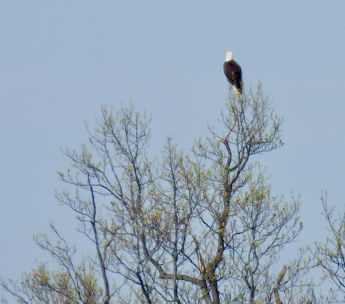 Bald Eagle - ML634090876