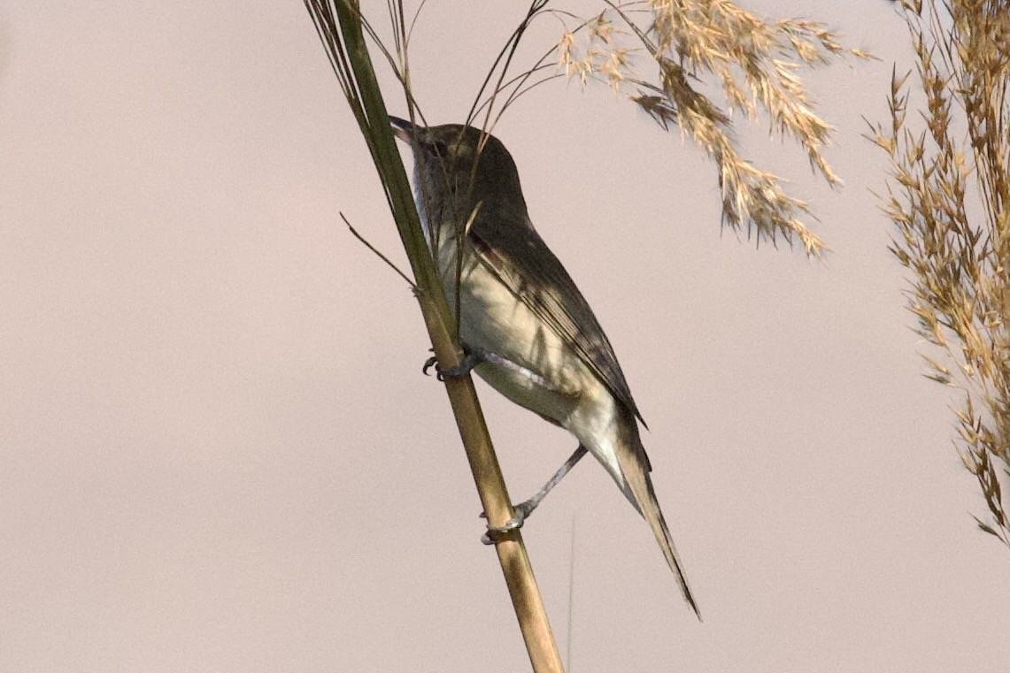 Great Reed Warbler - ML634090894